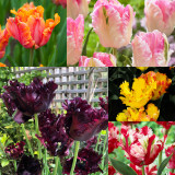 50 Tulip Parrot Collection