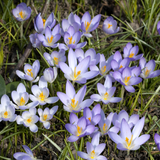 Crocus tommasinianus