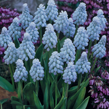 Muscari Valerie Finnis