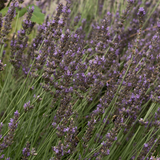 Lavender Phenomenal