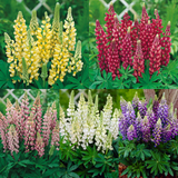 Lupins Gallery Collection x5 Lupins Gallery Collection x5