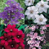 Clematis Hybrid Collection (4) A Clematis Hybrid Collection (4) A