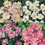 Anemone Japonica Collection (4) Anemone Japonica Collection (4)