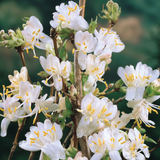 Lonicera 'Winter Beauty' Lonicera 'Winter Beauty'