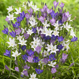 75 Triteleia Mix 75 Triteleia Mix
