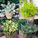 Evergreen Euonymus Collection (4) Evergreen Euonymus Collection (4)