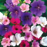 3 Hardy Geranium Mix 3 Hardy Geranium Mix