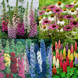 15 Cottage Garden Perennial Collection 15 Cottage Garden Perennial Collection