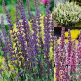3 Salvia nemorosa Collection 3 Salvia nemorosa Collection
