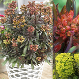 3 Euphorbia Collection 3 Euphorbia Collection
