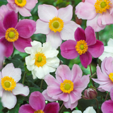 Anemone Japonica Mix X3 Anemone Japonica Mix X3