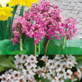 Bergenia Collection (3) Bergenia Collection (3)