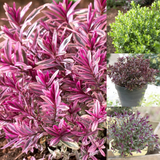 Dwarf Evergreen Hebe Collection (4)