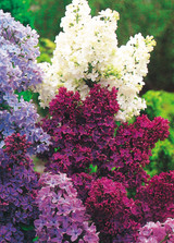 Syringa vulgaris Collection (3) Syringa vulgaris Collection (3)