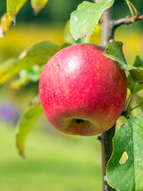 Malus d. Cox's Orange Pippin Malus d. Cox's Orange Pippin