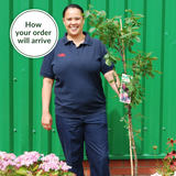 Malus d. Cox's Orange Pippin Malus d. Cox's Orange Pippin