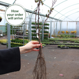 6 Gooseberry Thornless Collection 6 Gooseberry Thornless Collection