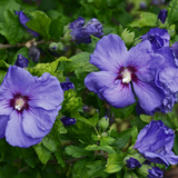 Hibiscus syriacus Marina (Blue)
