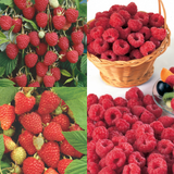 15 Raspberry All Season Collection 15 Raspberry All Season Collection