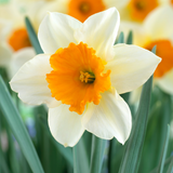 Narcissus 'Sempre Avanti' Narcissus 'Sempre Avanti'