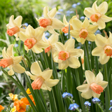 Narcissus 'Prototype' Narcissus 'Prototype'