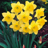 Narcissus 'Fortune' Narcissus 'Fortune'