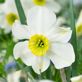Narcissus 'Sinopel' Narcissus 'Sinopel'