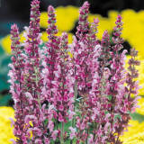 Salvia nemorosa 'Rose Queen' 9cm