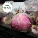 Hyacinth Blue Jacket 17/18