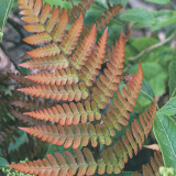 Bestsellers Fern Collection Bestsellers Fern Collection