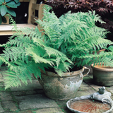 Athyrium Collection (Exotic Ferns) Athyrium Collection (Exotic Ferns)