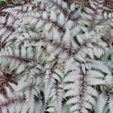 Athyrium Collection (Exotic Ferns) Athyrium Collection (Exotic Ferns)