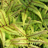 Athyrium Collection (Exotic Ferns) Athyrium Collection (Exotic Ferns)