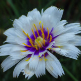 Potted Perennials Bestsellers Collection B Potted Perennials Bestsellers Collection B