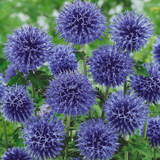 Potted Perennials Bestsellers Collection B Potted Perennials Bestsellers Collection B