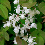 Epimedium Collection (3) Epimedium Collection (3)