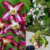Epimedium Collection (3) Epimedium Collection (3)