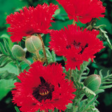 Papaver Orientale Collection (3) Papaver Orientale Collection (3)
