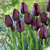 Tulip Burgundy Sun Bouquet Collection (30) Tulip Burgundy Sun Bouquet Collection (30)