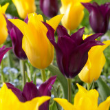 Tulip Burgundy Sun Bouquet Collection (30) Tulip Burgundy Sun Bouquet Collection (30)