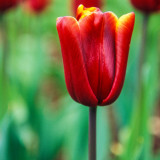 Tulip Burgundy Sun Bouquet Collection (30) Tulip Burgundy Sun Bouquet Collection (30)