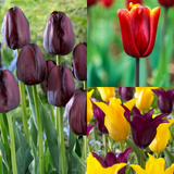 Tulip Burgundy Sun Bouquet Collection (30) Tulip Burgundy Sun Bouquet Collection (30)