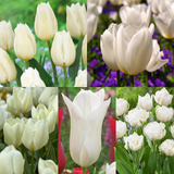 Collection of White Tulips (50) Collection of White Tulips (50)