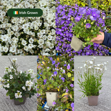Irish Grown Plants Collection (5) Irish Grown Plants Collection (5)