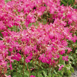 Geranium Cantabrigiense Intense®