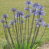 Agapanthus Graphite® Blue