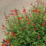 Salvia Micro. Grahamii