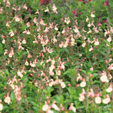 Salvia Jamensis Magical® Rio Grande