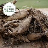 Dahlia Happy Single 'Princess'