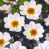 Dahlia Happy Single 'Princess'